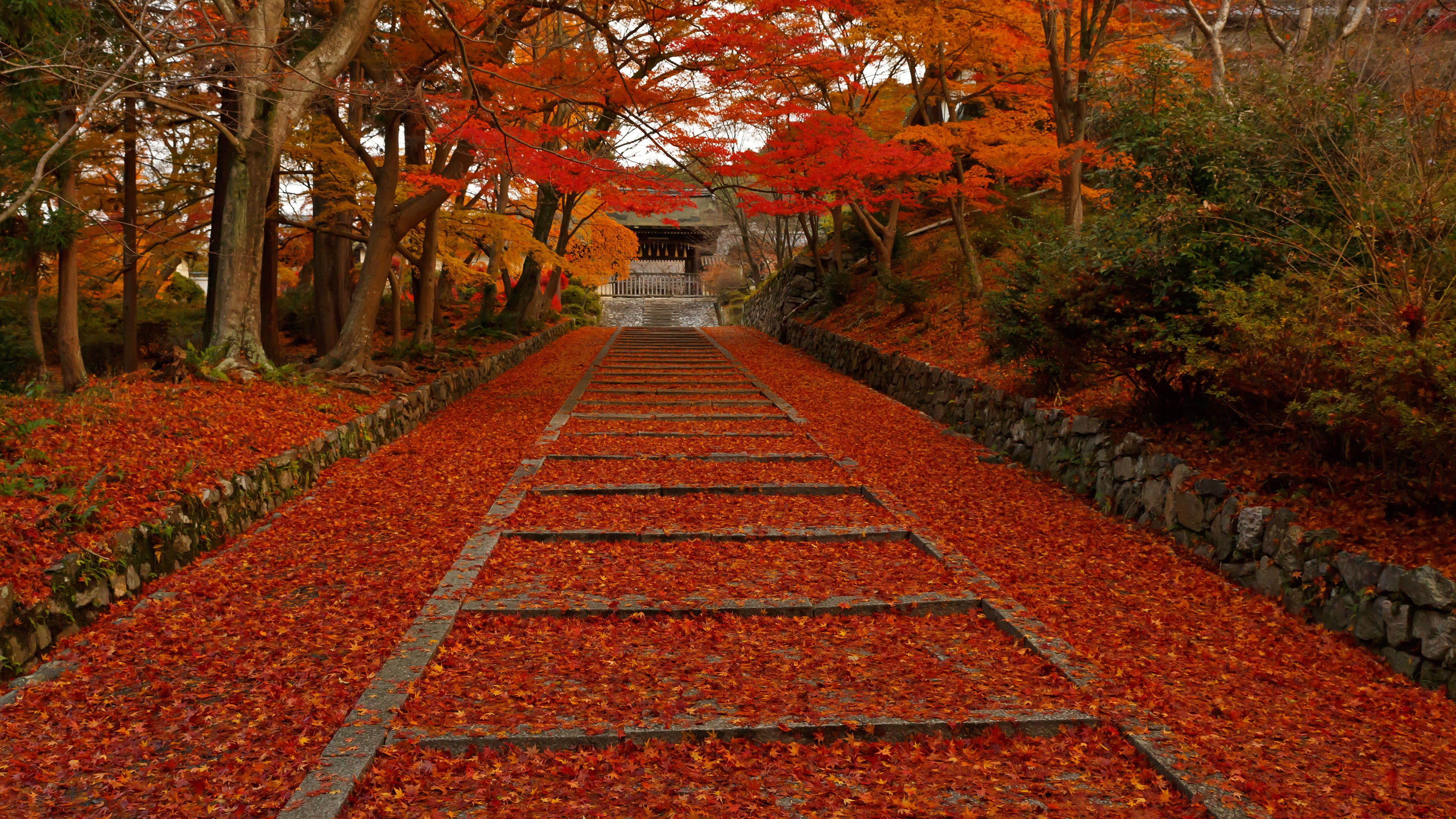 100 京都紅葉壁紙 Fucekkabegamihdの壁紙画像