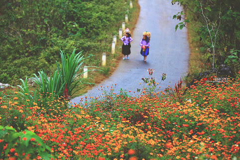 Hà Giang, tam giác mạch, cúc dại