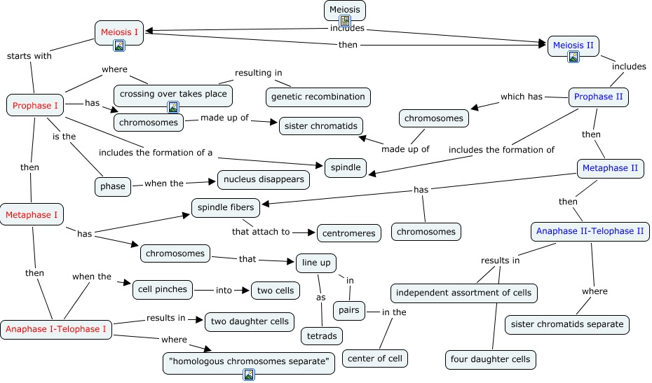 Meiosis involved the production of the reproductive cells that bear unique genetic characteristics. Meiosis Terminology Concept Map Masteringbiology Maps Catalog Online