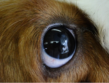 50 グレア 角膜潰瘍 犬 すべての動物の絵