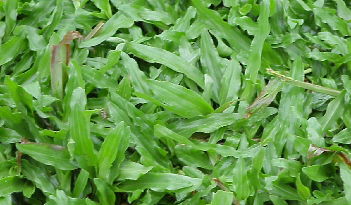 Namun rumput grinting sangatlah bermanfaat untuk melindungi erosi pada tanah miring, karena memang akar. Rumput Pakan Ternak Kambing Terbaik Dan Cepat Subur