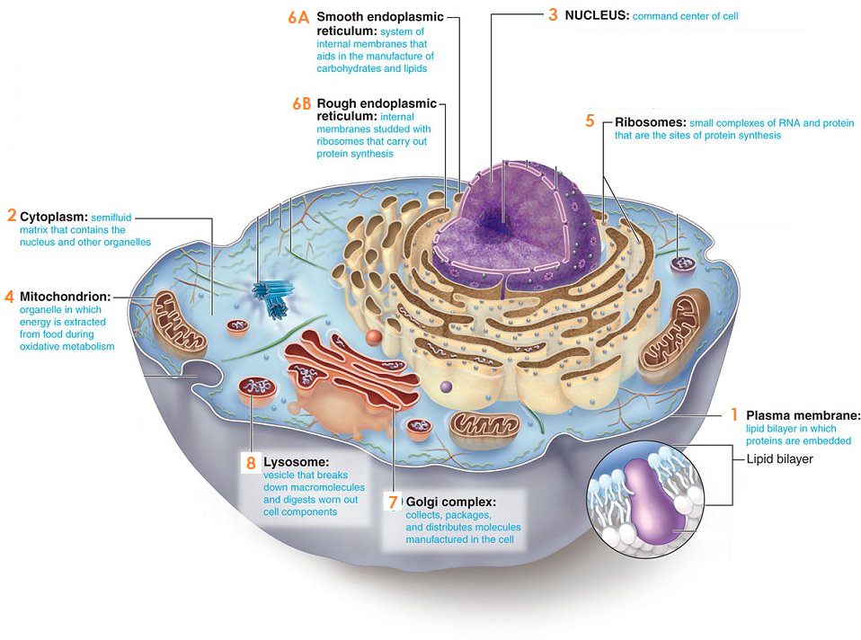 We did not find results for: Unit 3 Biology Mr Lawson S Science Page