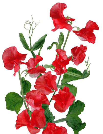 最新スイートピー 豆 最高の花の画像