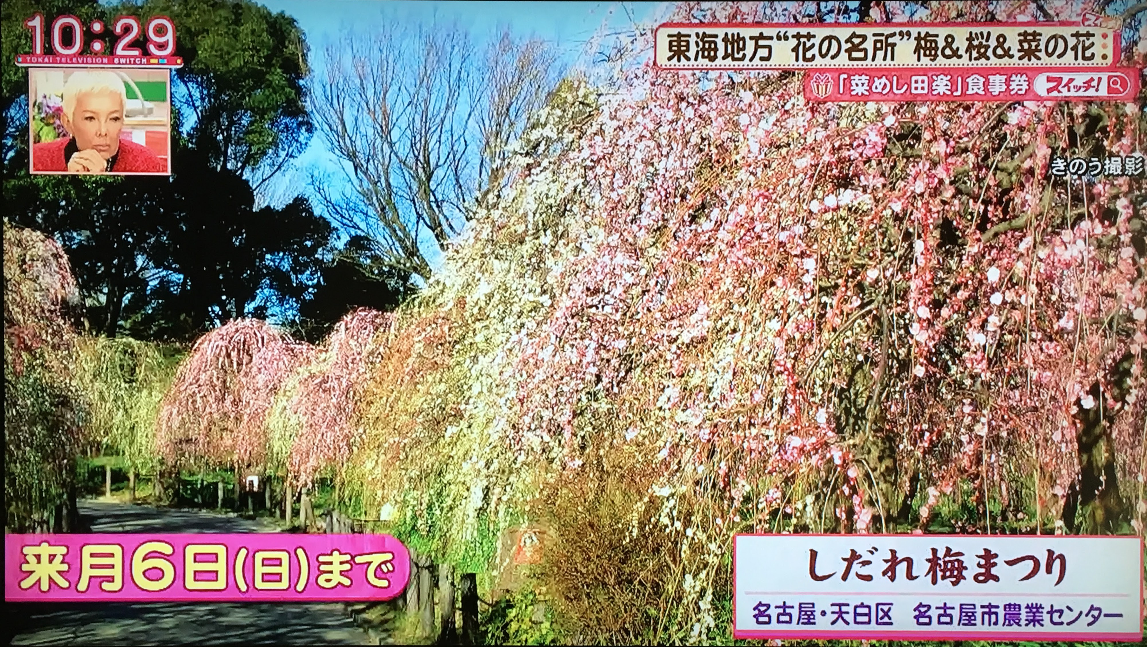 トップセレクション 東海 花 見頃 100 で最高の画像