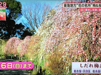 √99以上 東海地方 今 見頃 花 241836-東海地方 今 見頃 花