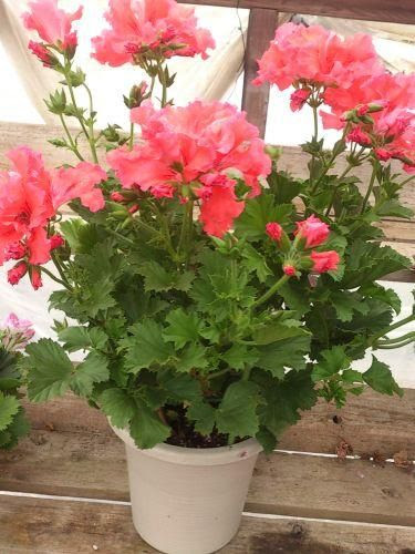 ロイヤリティフリー育て やすい 花 鉢植え すべての美しい花の画像