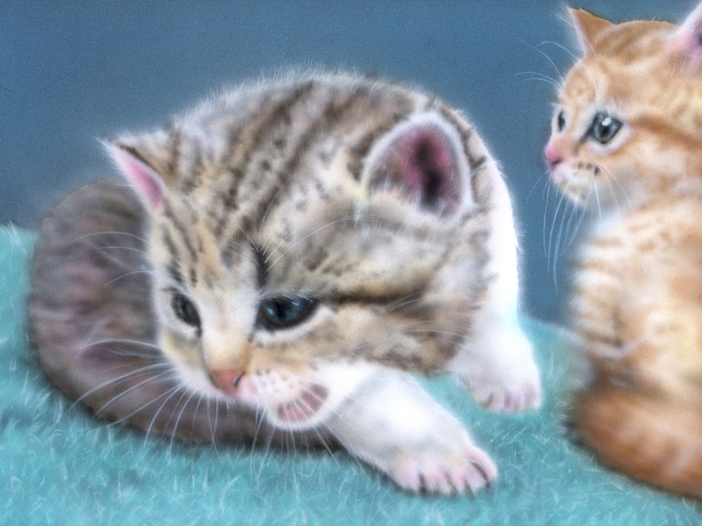 すべての花の画像 これまでで最高の壁紙 猫 画像 癒し