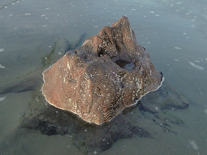 File:Petrified tree stump at Ynyslas, Ceredigion, Wales.jpg