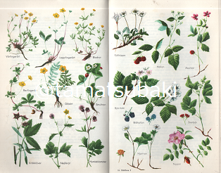 50 素晴らしい植物 図鑑 イラスト ディズニー画像のすべて