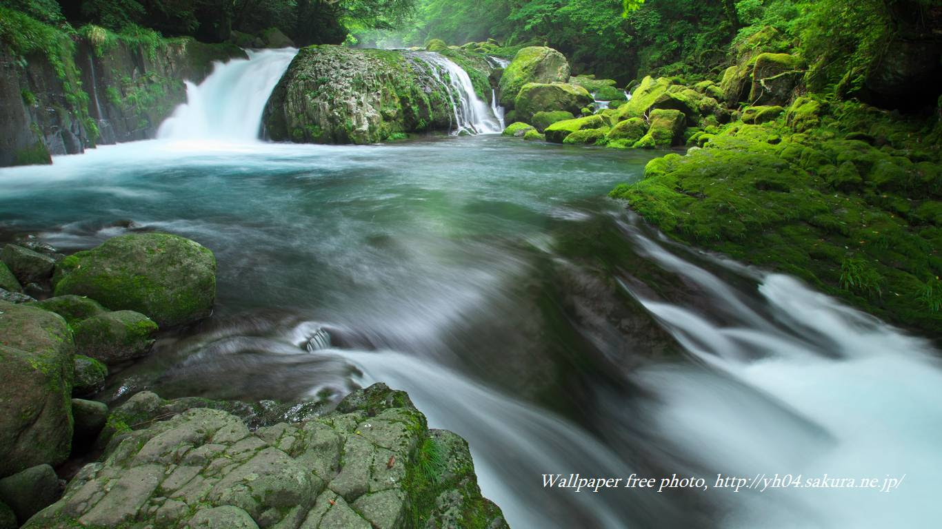 ベスト50 高 画質 自然 壁紙 すべての美しい花の画像