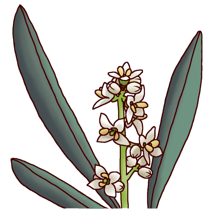 ロイヤリティフリーオリーブ 花 イラスト すべての美しい花の画像