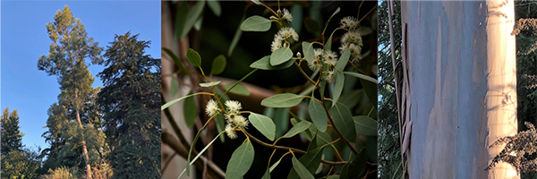 Eucalyptus-gunii_600px.png
