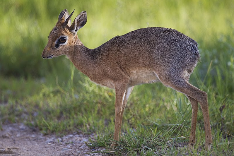 File:Madoqua kirkii - male (Namutoni).jpg