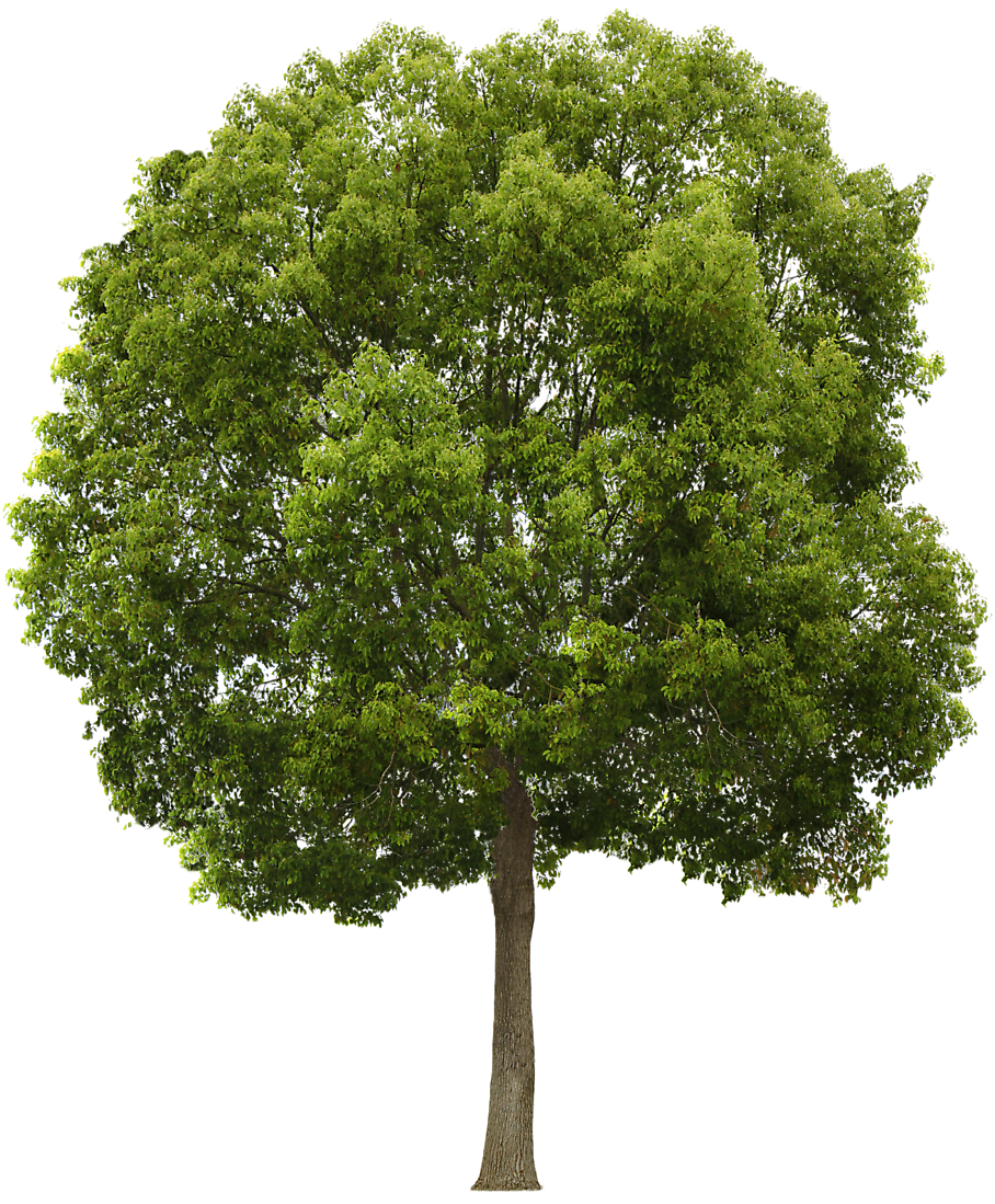 Free stock photos and videos you can use everywhere. Free Tree Download Free Tree Png Images Free Cliparts On Clipart Library