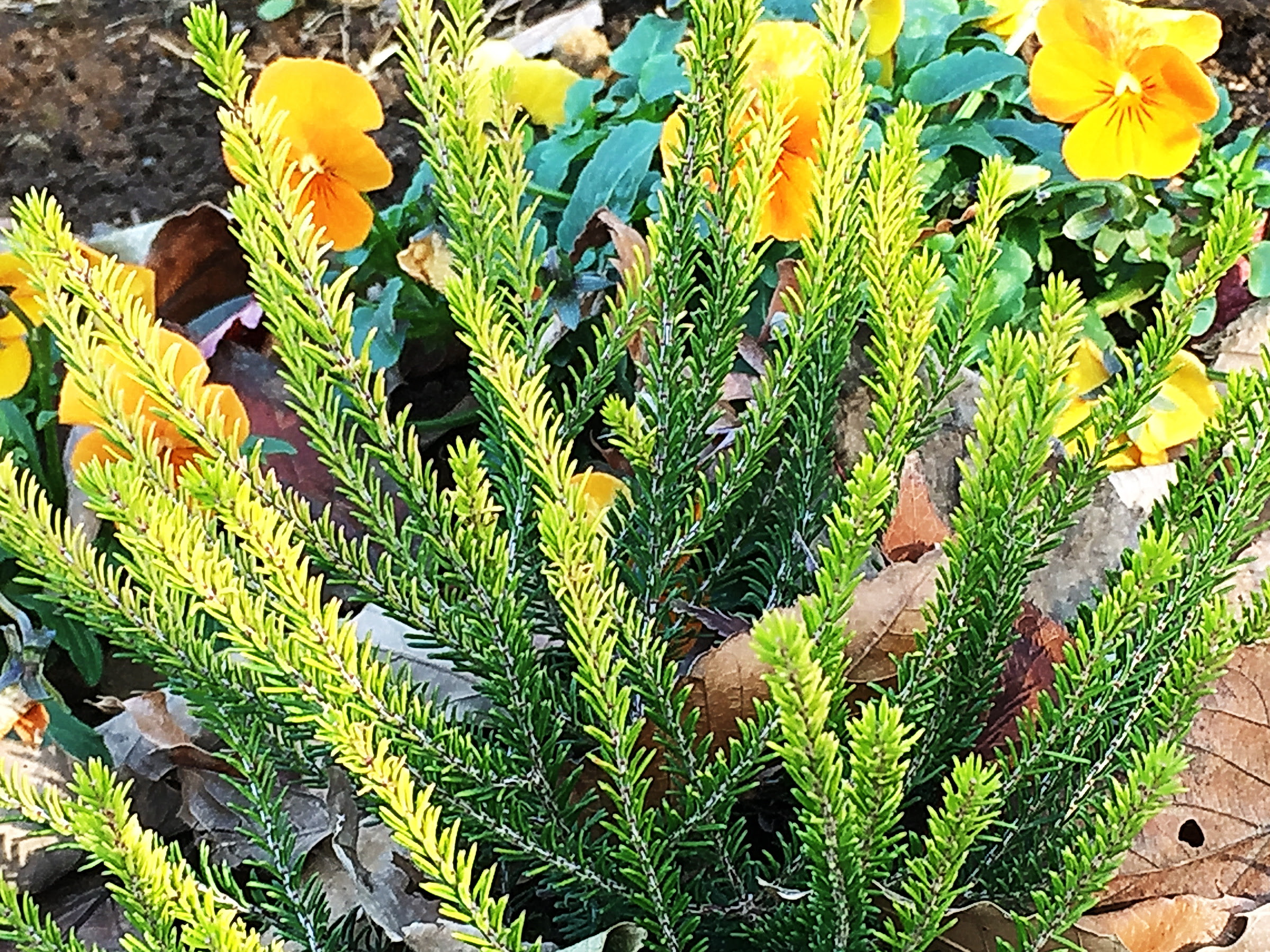 美しい花の画像 ラブリーエリカ 花 育て 方