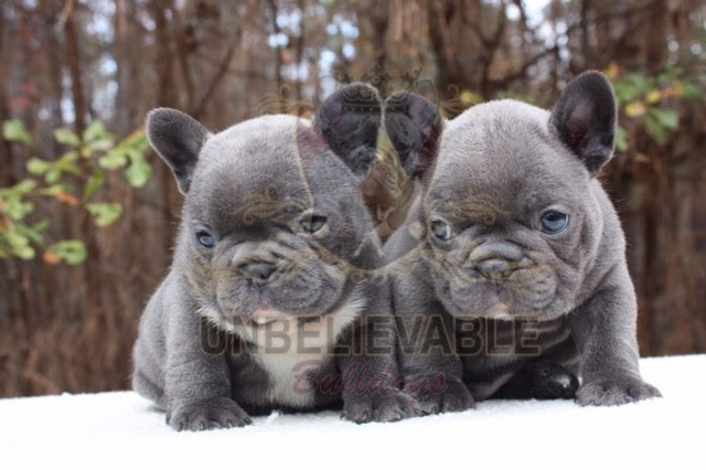 Why buy a french bulldog puppy for sale if you can adopt and save a life? Frenchie Puppies English Bulldog Puppies Bulldog Puppies Atlanta Unbelievable Bulldogs