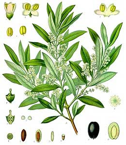 The olive tree, its fruits, oil and leaves are deeply rooted in greek tradition and cherished as a symbol of peace and victory. Olive Trees Growing Pruning Harvesting Care