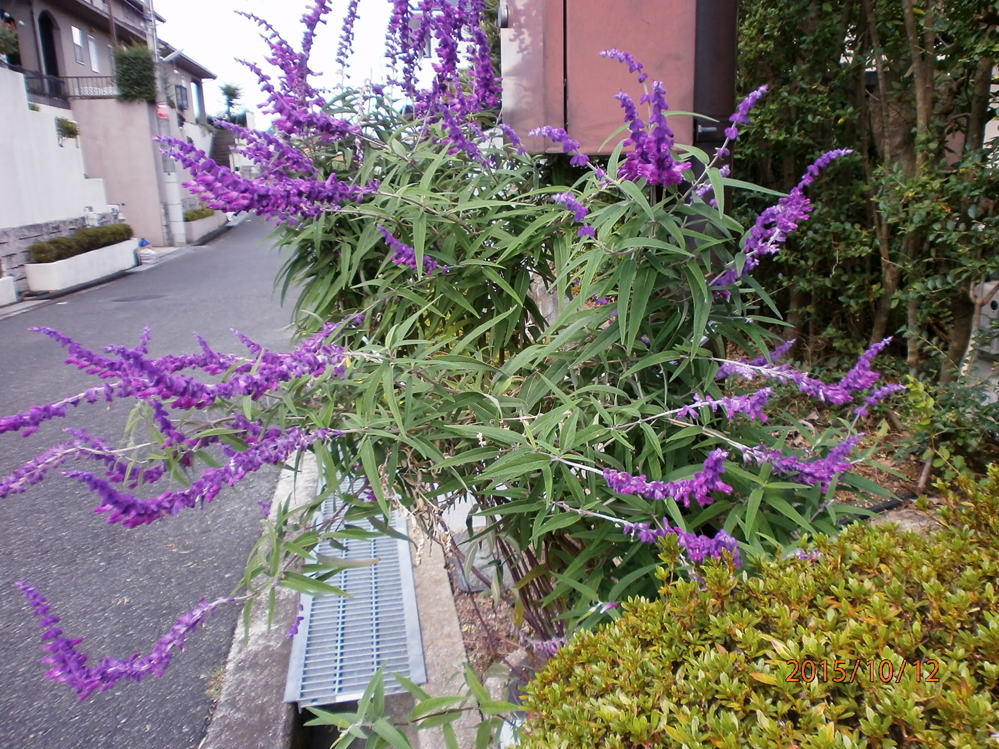 心に強く訴えるセージ 花 言葉 すべての美しい花の画像