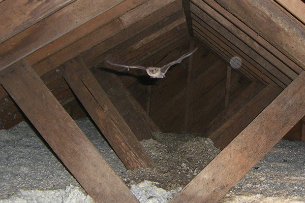 Be sure to look on the ground for bat droppings. Bat In The Attic Humane Removal Of Bats In The Attic Of Your House