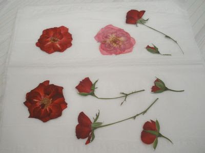 心に強く訴える押し花 の 作り方 バラ すべての美しい花の画像