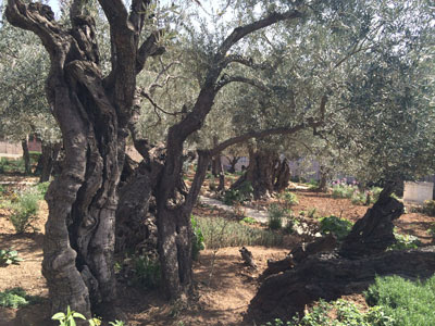 Garden of Gethsemane