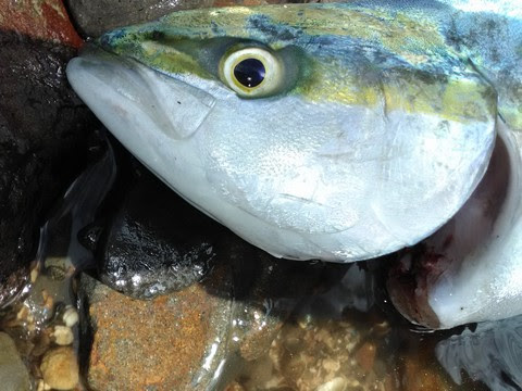 最高の鯛 締め方 ハサミ 魚のすべて
