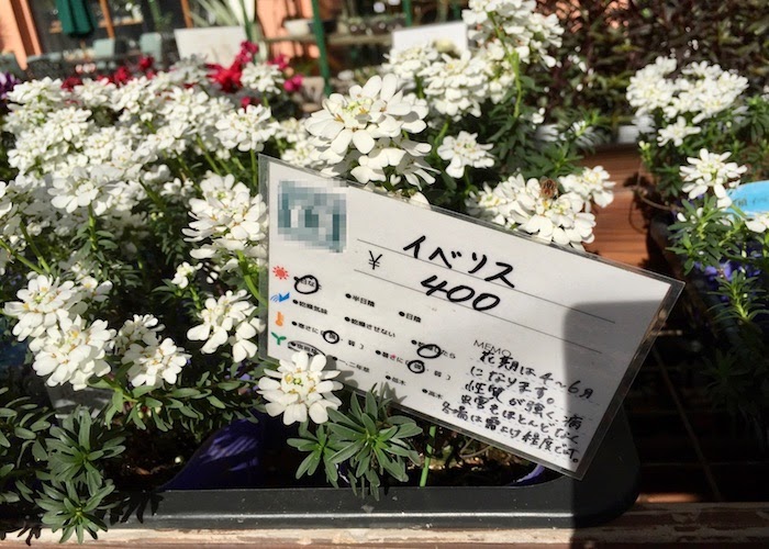最も選択された イベリス 花が咲かない イベリス 花が咲かない