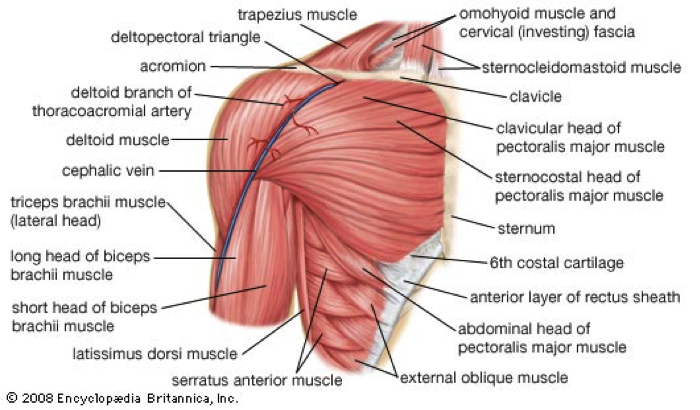 There are anterior muscles diagrams and posterior muscles diagrams. Pectoralis Major Tear Rupture Sport Med School