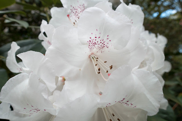 50 素晴らしいアゼリア 花言葉 すべての美しい花の画像