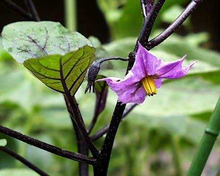 すべての美しい花の画像 ぜいたくトマト ナス 花