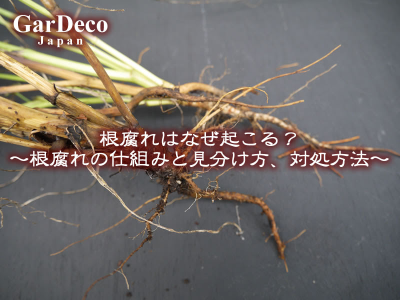 Jozpictsi72ey 最も人気のある 水耕栽培 根腐れ 水耕栽培 根腐れ 復活
