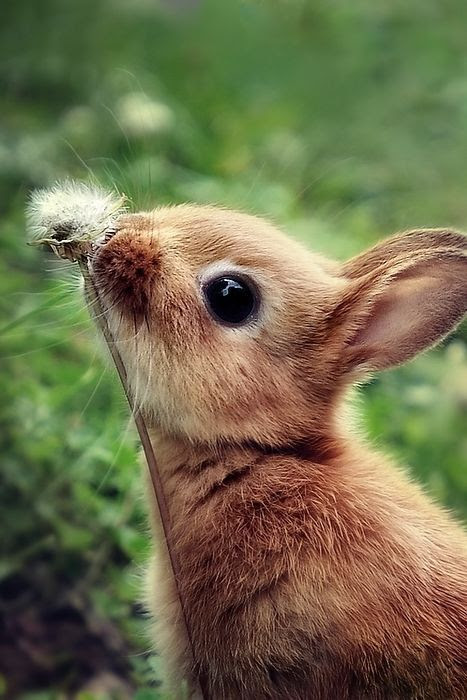 Download Adorable Bunny Smelling Flower Pictures Photos And Images For Facebook Tumblr Pinterest And Twitter