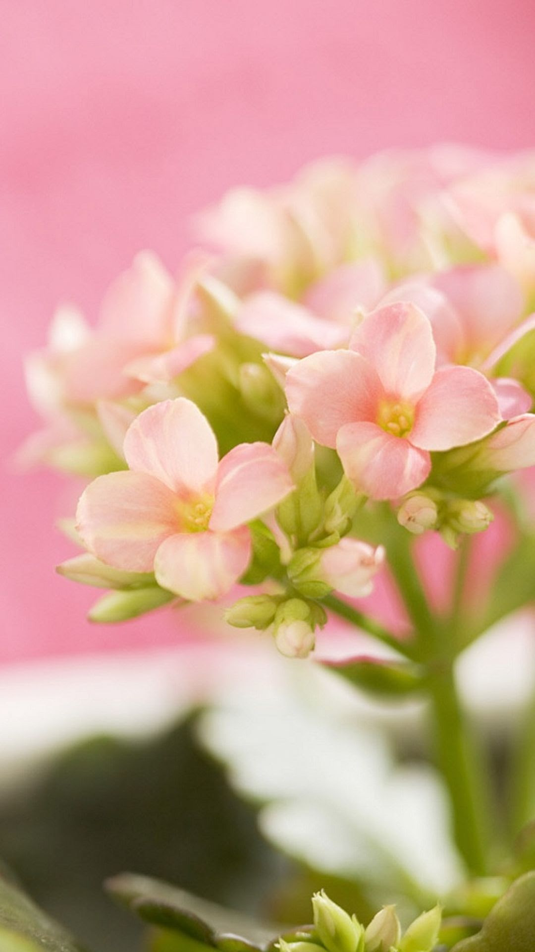 美しい花の画像 これまでで最高の花 可愛い 壁紙