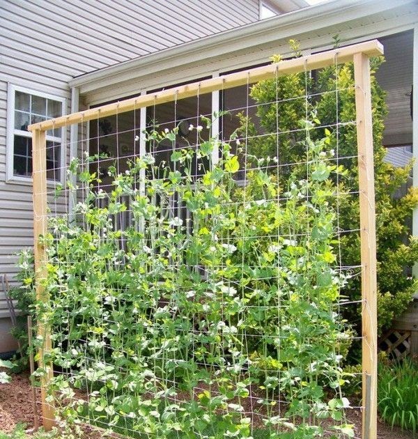Snow Pea Trellis Ideas - Okejely Garden Plant