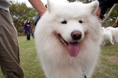 トップ100白い 大きい もふもふ 犬 最高の花の画像