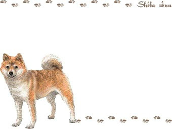 [最も人気のある！] 壁紙 柴犬 イラスト 302400
