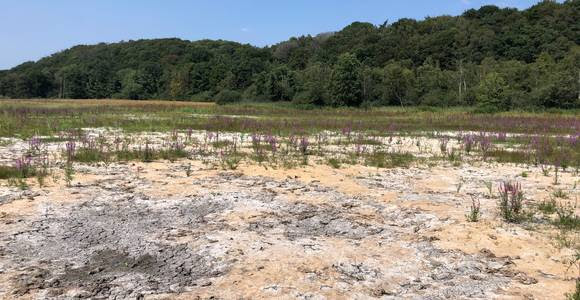 Natuur steeds vaker genekt door droogte 