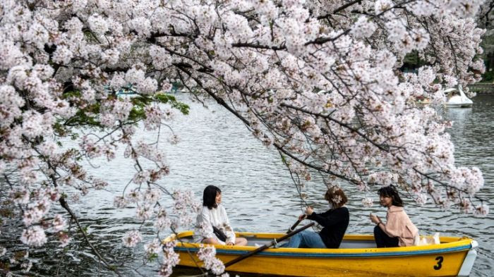 Cerisier au Japon