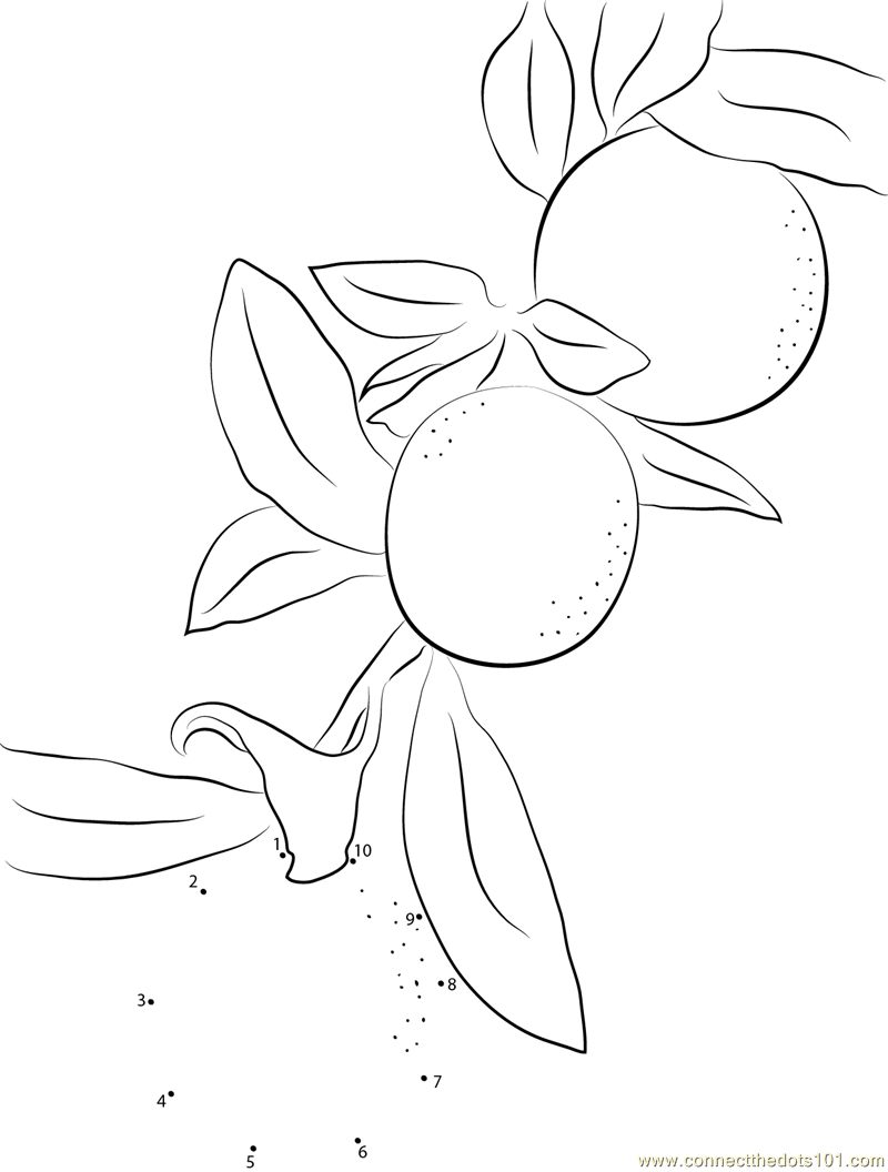 Download 153+ Fruits Kumquat Coloring Pages PNG PDF File