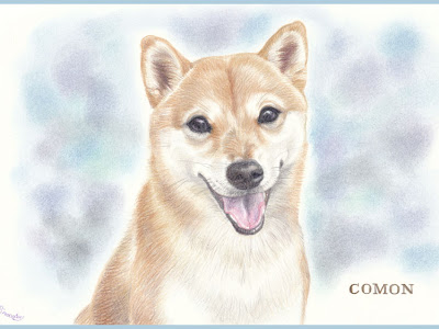 動物の画像について 犬 イラスト リアル 柴犬