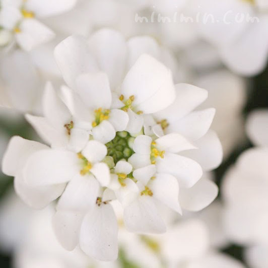 美しい花の画像 ベストイベリア 花