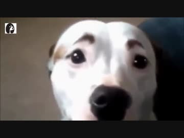 上 犬 動画 おもしろい 面白い猫 犬 動画 Tlujplasblogjp