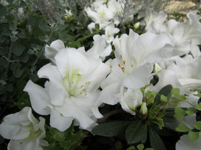 すべての花の画像 無料印刷可能アザレア 白 花言葉