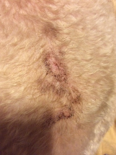 Dog Old Age Spots