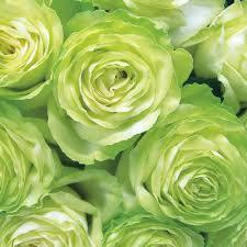 すべての美しい花の画像 トップ100 薔薇 緑 花言葉