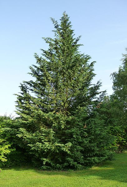 Green leylandii, or leyand cypress, is the quickest growing conifer available in the uk and can grow up to 90cm a year! Nine Reasons To Avoid Leyland Cypress Trees Ecotreenw Tree Service