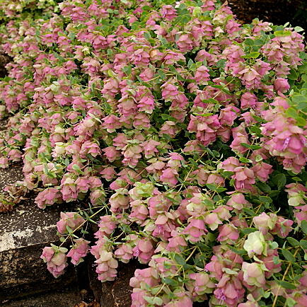 美しい花の画像 最高の花 オレガノ 育て 方