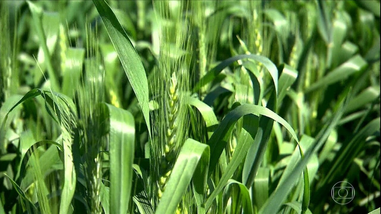 Trigo de alta qualidade é produzido no calor de Goiás e até na Bahia