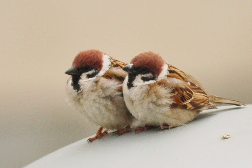 心に強く訴えるふく ら すずめ スズメ かわいい イラスト画像
