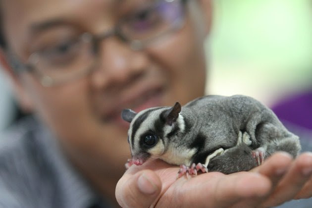 Info Gallery Foto Hewan  hewan  Langka di Indonesia